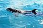 Marine life on the Cobourg Peninsula