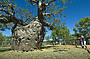 Boab Prison Tree