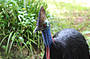 Cassowary 