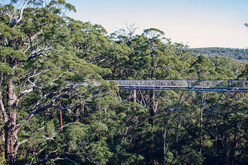 'Valley Of the Giants' tree top walk