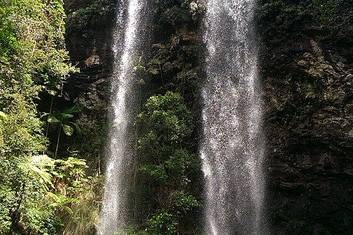 Full Day Springbrook National Park tour