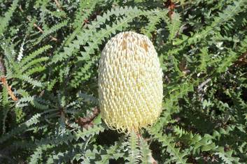 Banksia